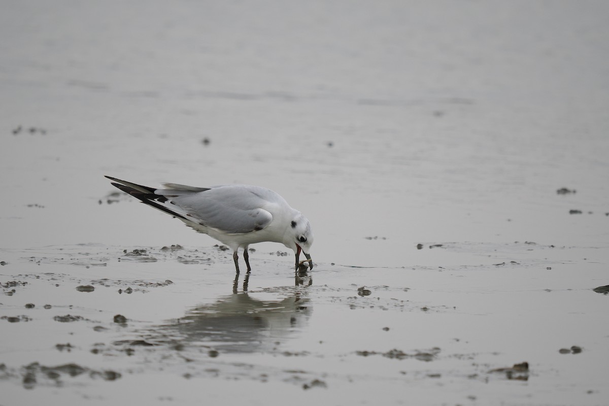 Saunders's Gull - ML645537485