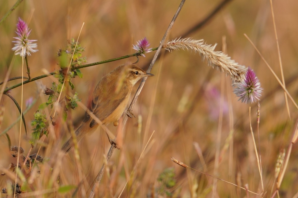 Paddyfield Warbler - ML645537488