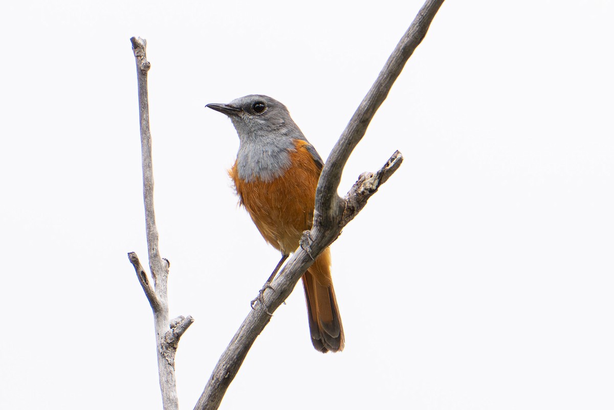 Forest Rock-Thrush - ML645537489