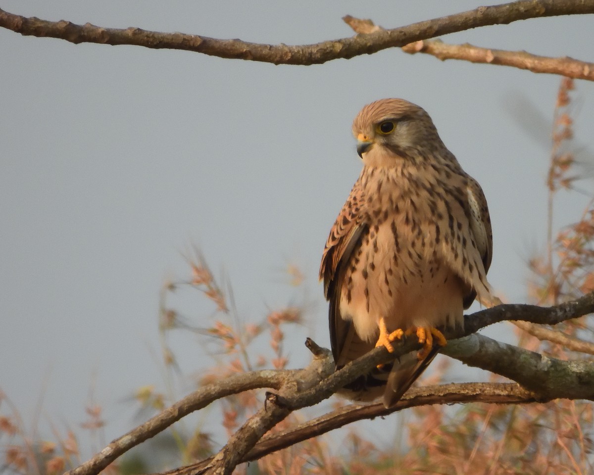 Eurasian Kestrel - ML645537490