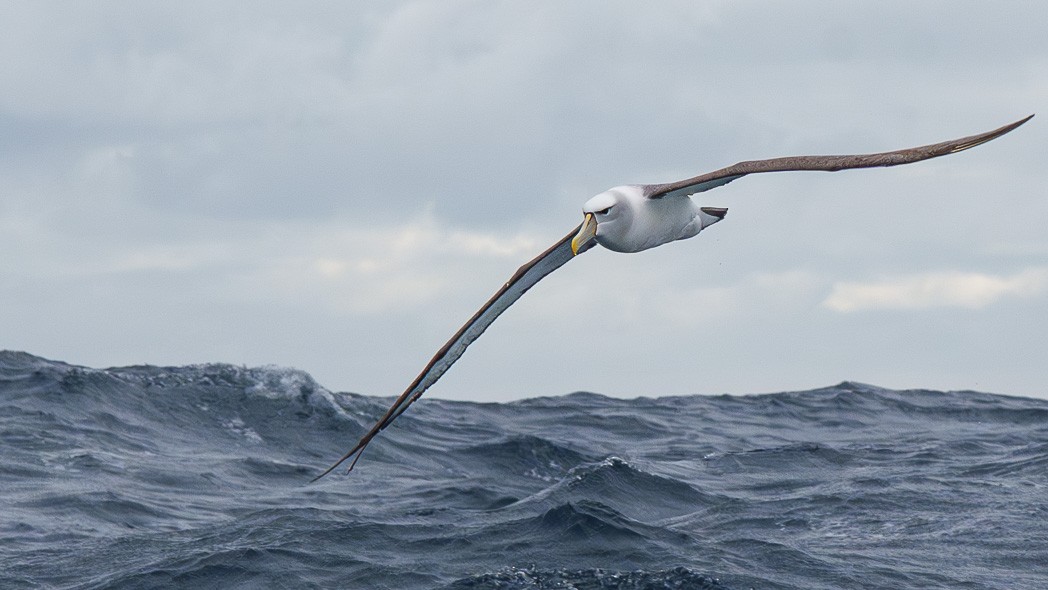 White-capped Albatross - ML645537492