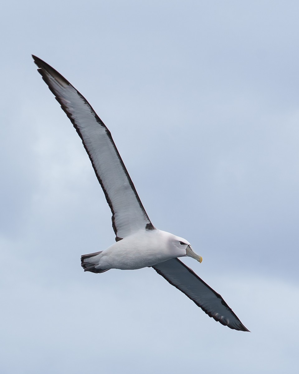 White-capped Albatross - ML645537493