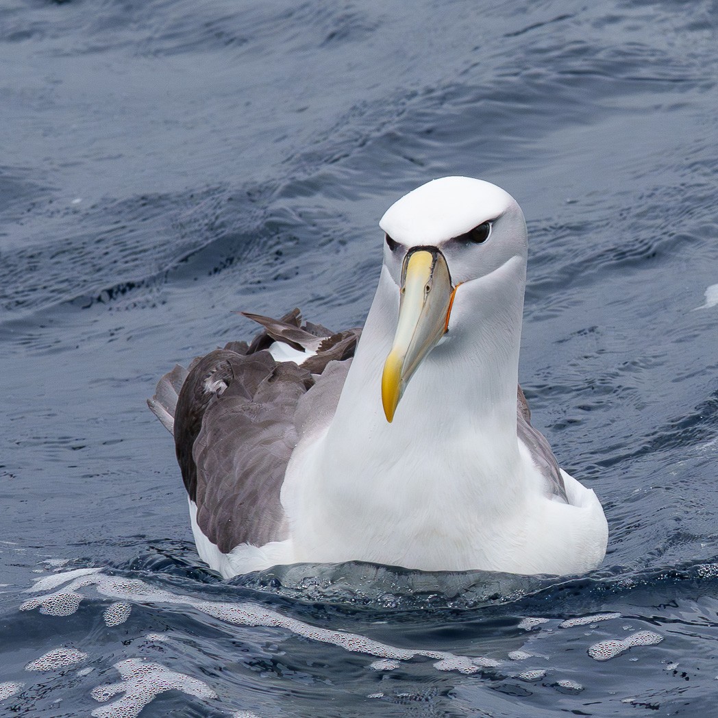 White-capped Albatross - ML645537494
