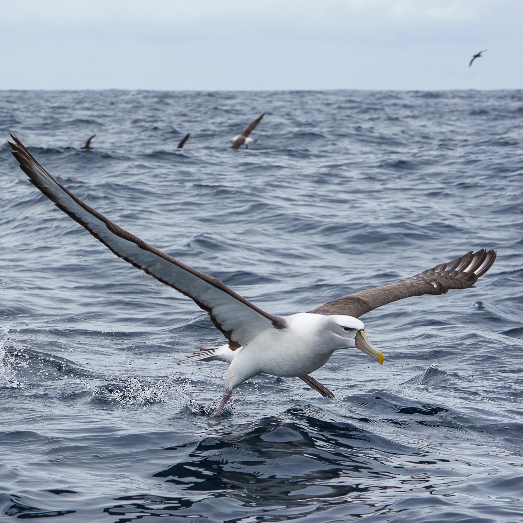 White-capped Albatross - ML645537495