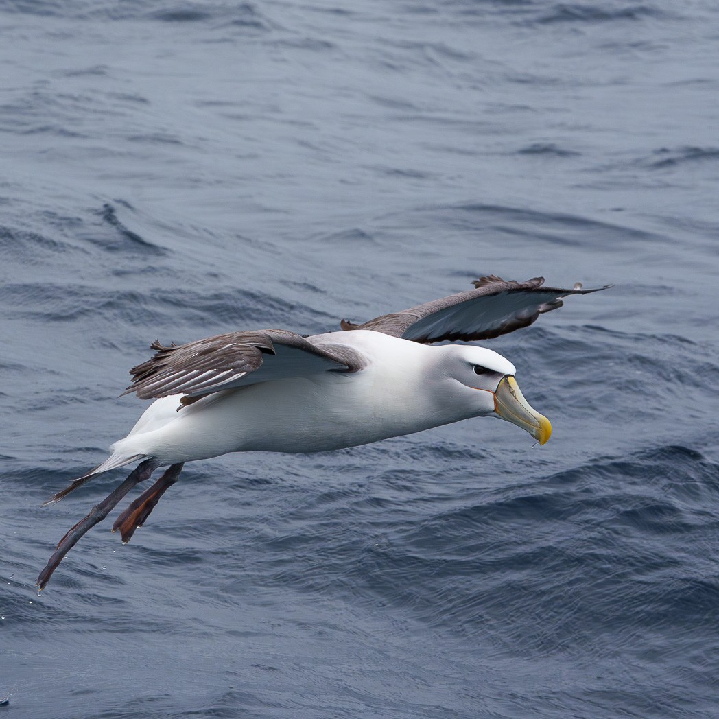White-capped Albatross - ML645537496