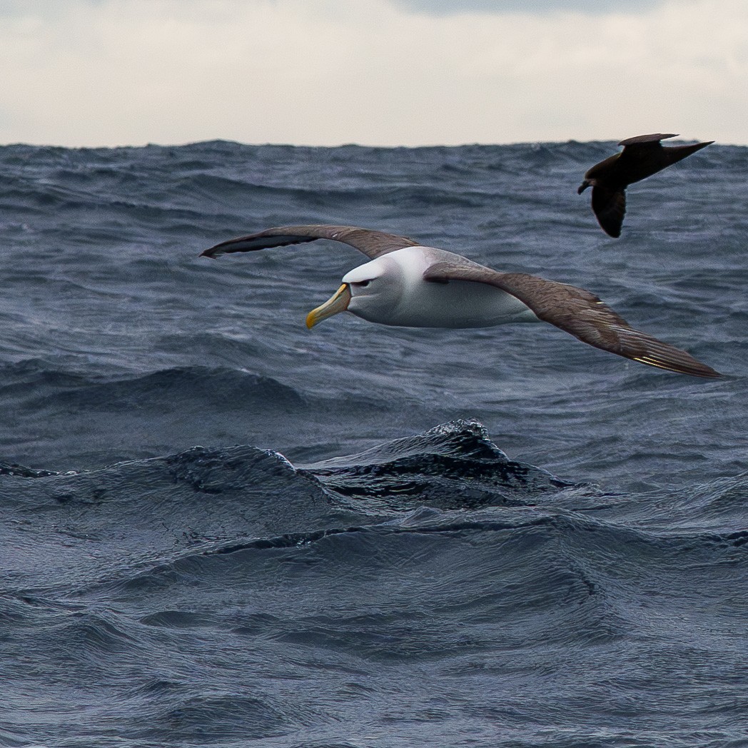 White-capped Albatross - ML645537498
