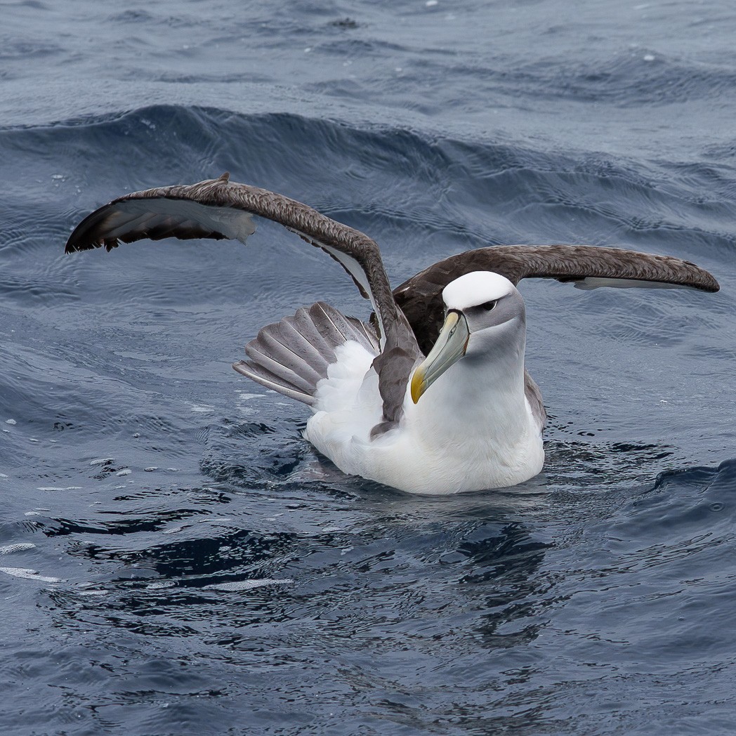 White-capped Albatross - ML645537500