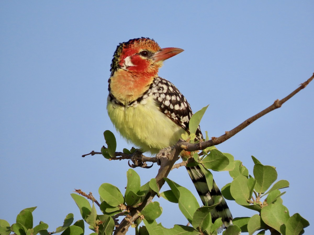 Red-and-yellow Barbet - ML645537504