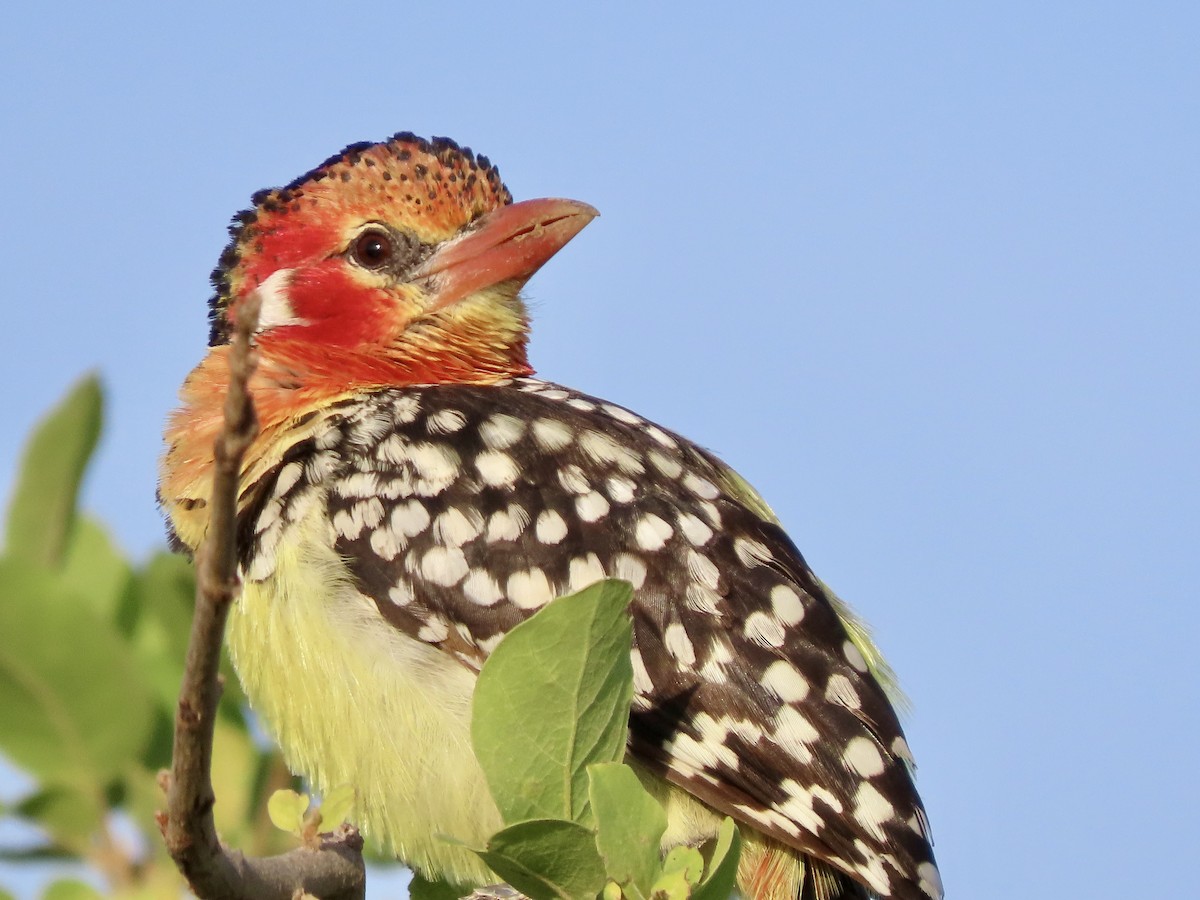 Red-and-yellow Barbet - ML645537505