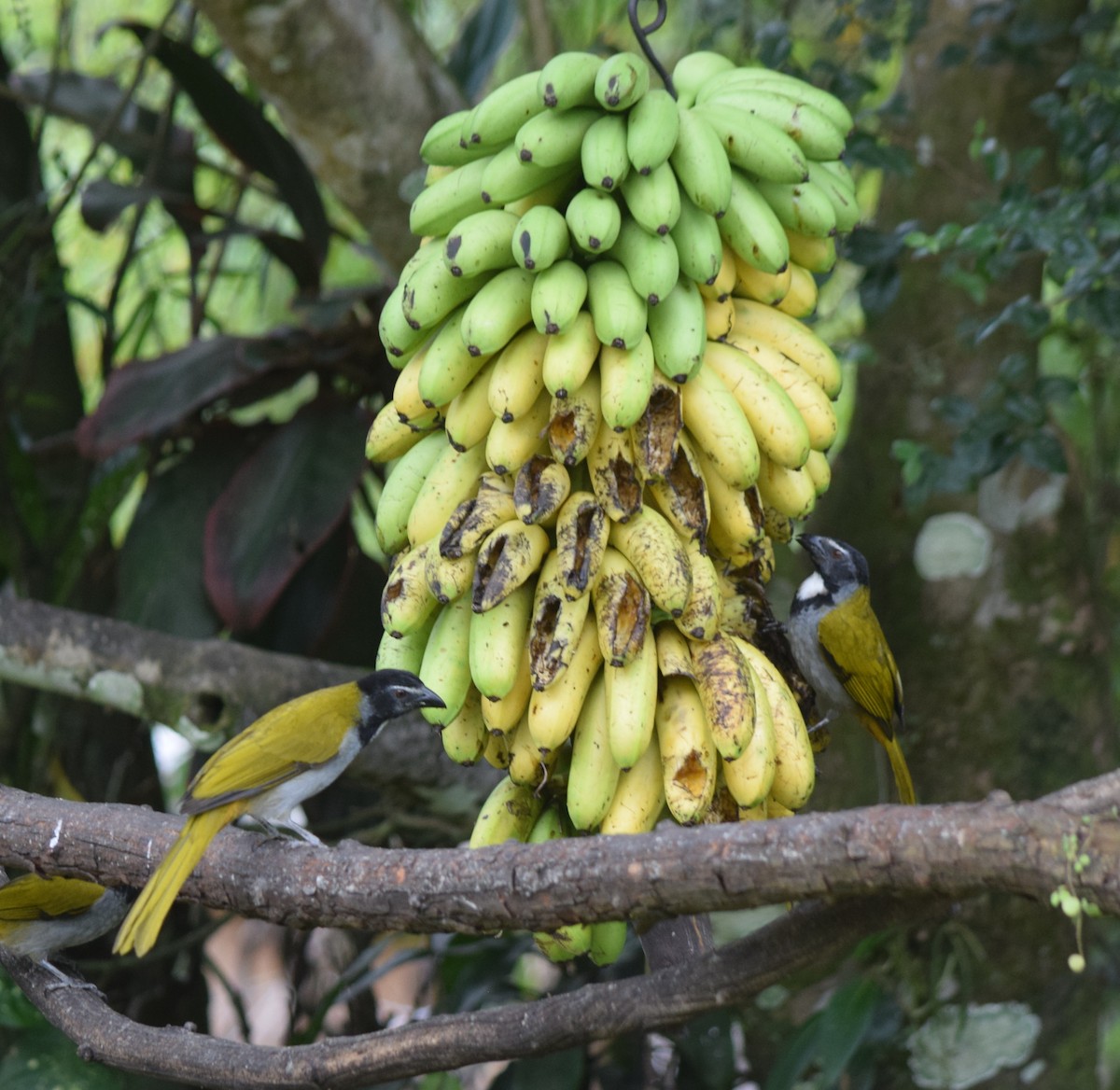 Black-headed Saltator - ML645537517