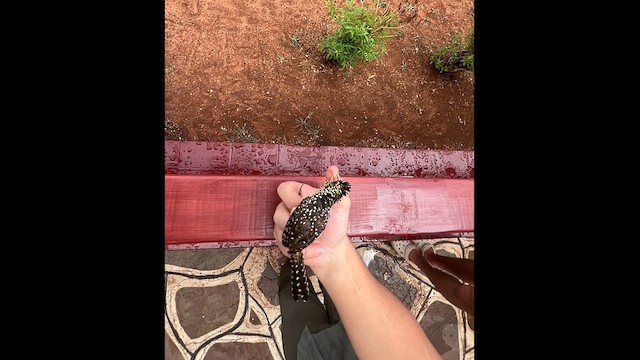 Барбудо плямистоголовий - ML645537518