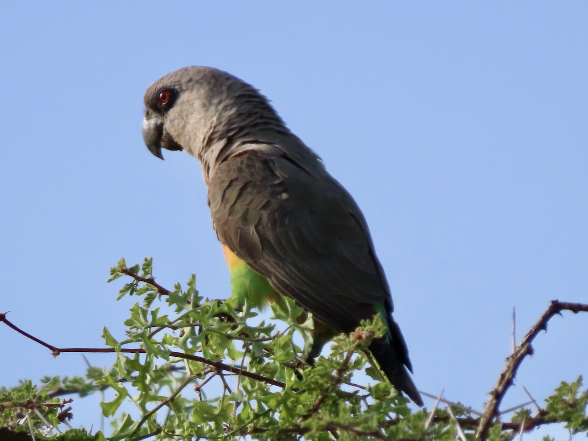 oransjebukpapegøye - ML645537519