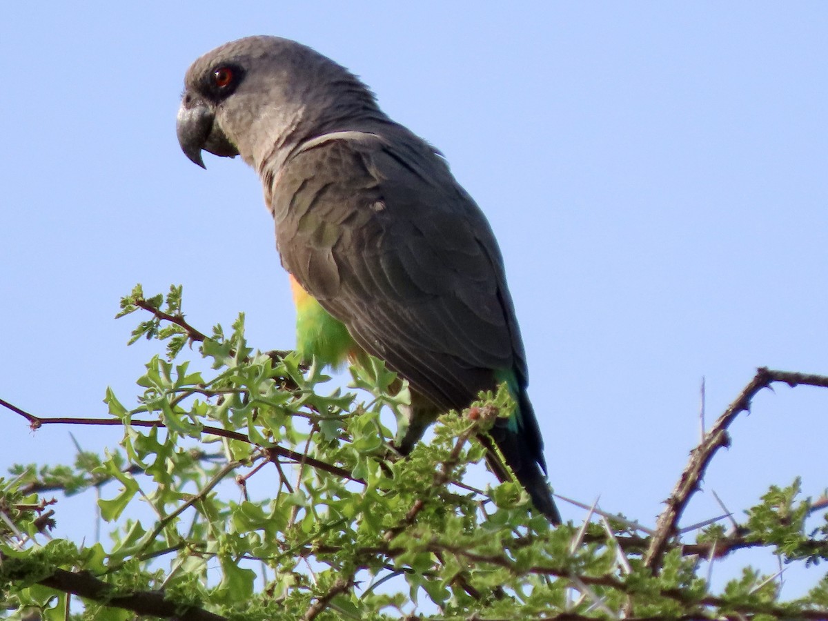 oransjebukpapegøye - ML645537520