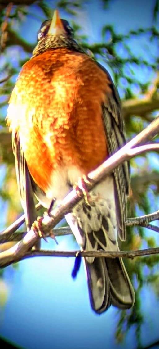 American Robin - ML645537534