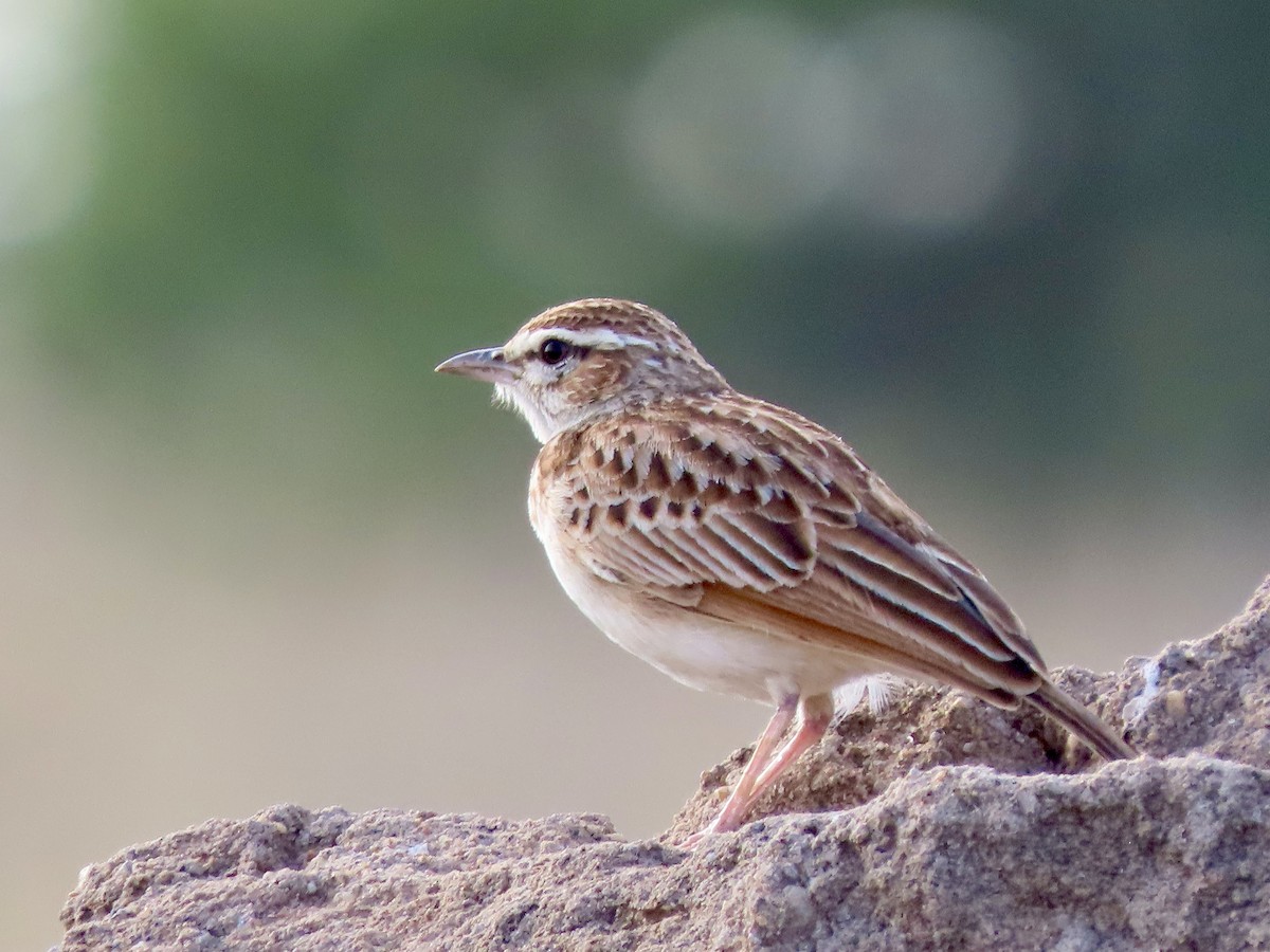 Fawn-colored Lark - ML645537540
