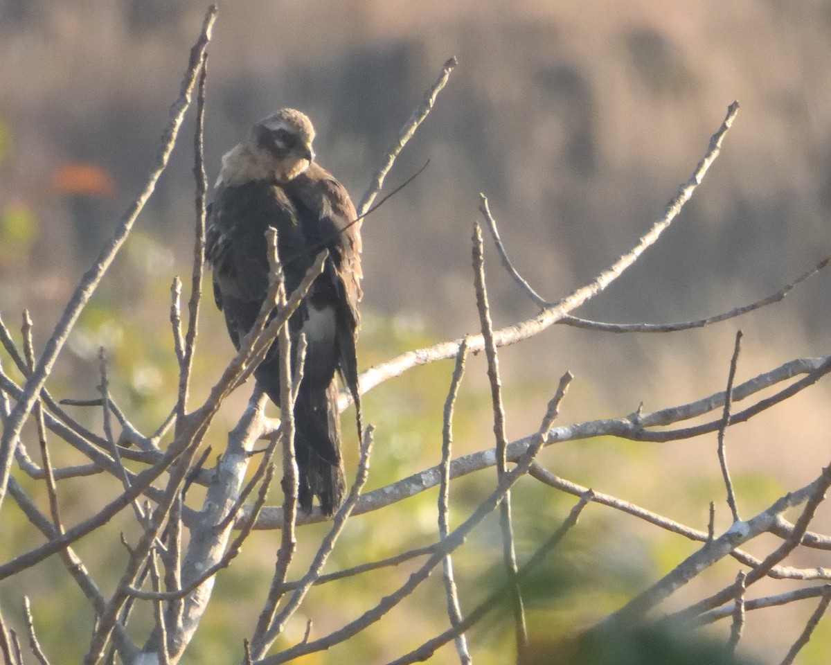 Степной лунь - ML645537554