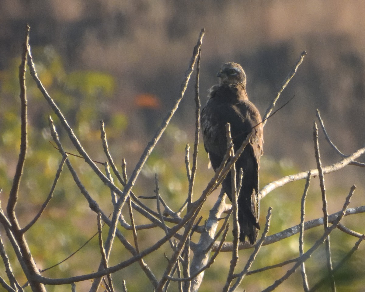Степной лунь - ML645537555