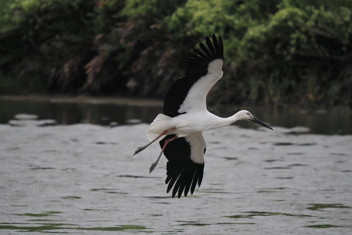 Дальневосточный аист - ML645537557