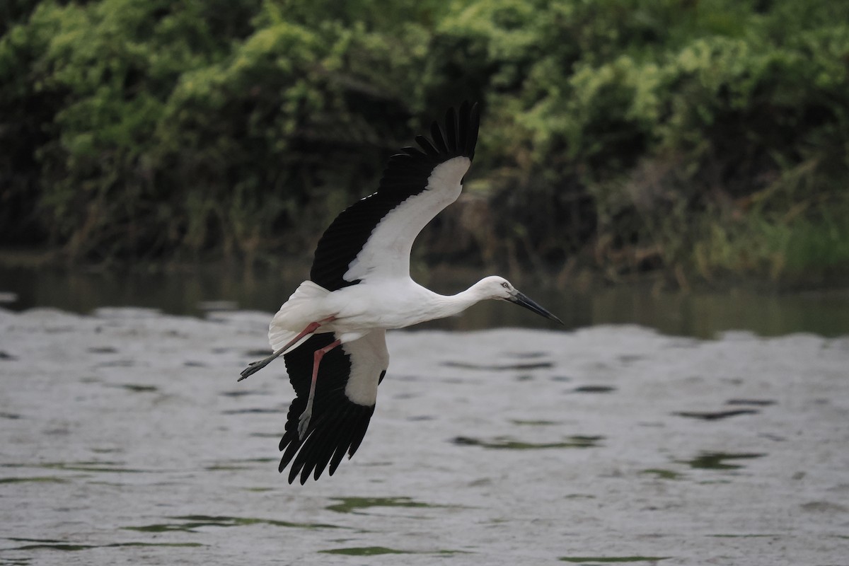 Дальневосточный аист - ML645537558