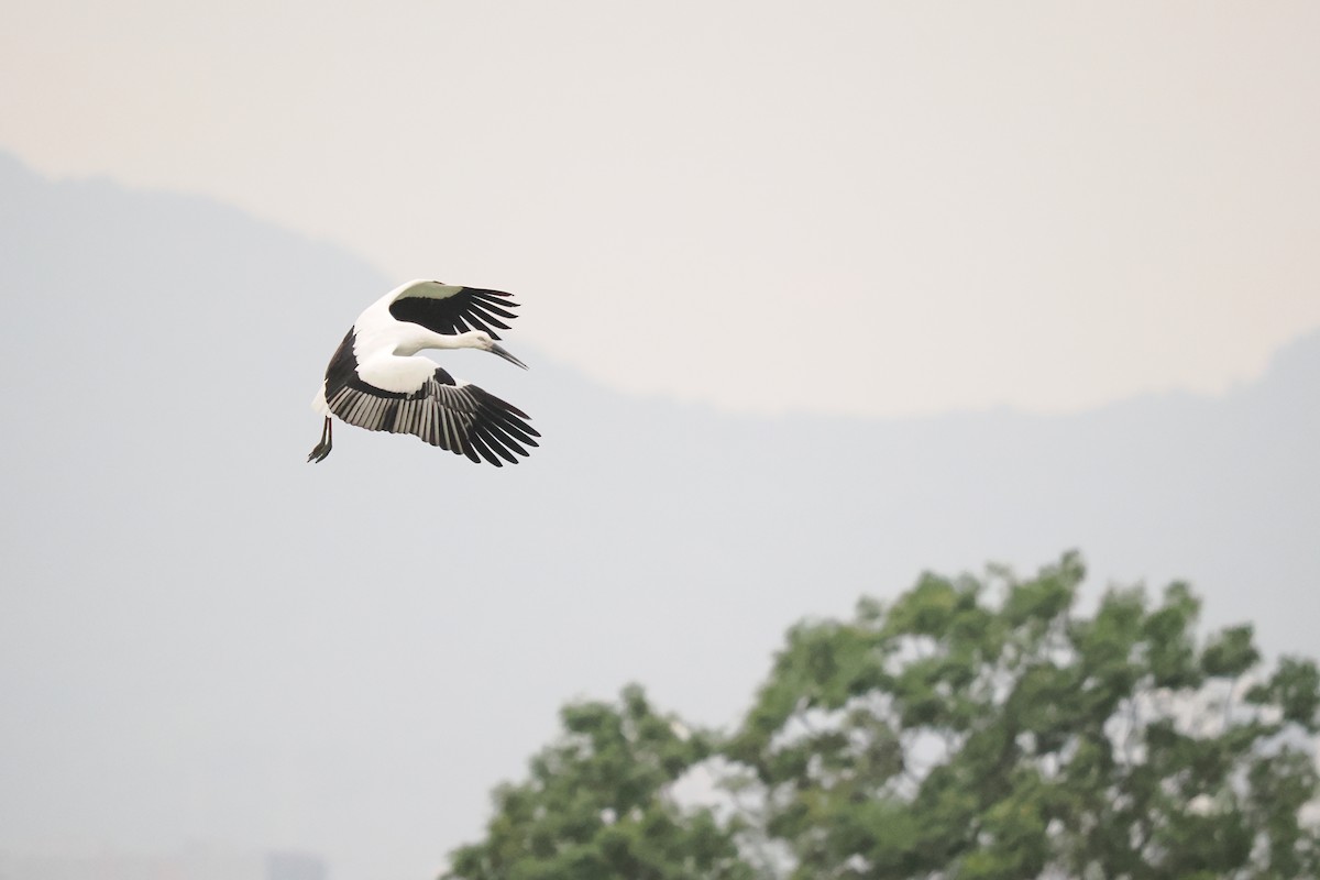 čáp východní - ML645537559