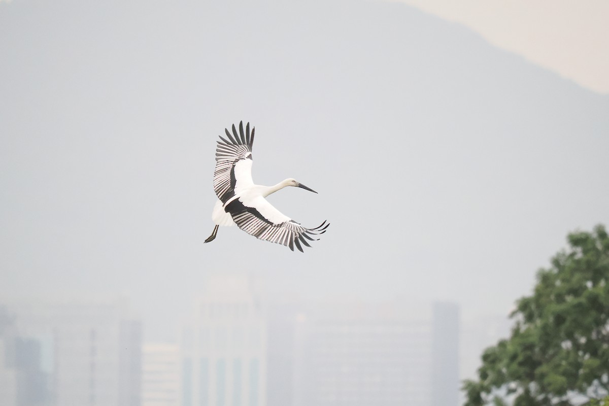 čáp východní - ML645537560