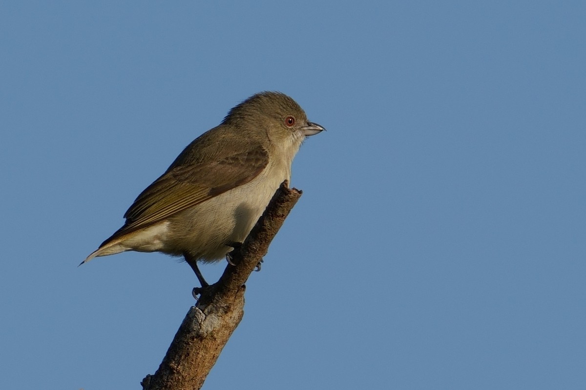 Толстоклювый цветоед - ML645537567