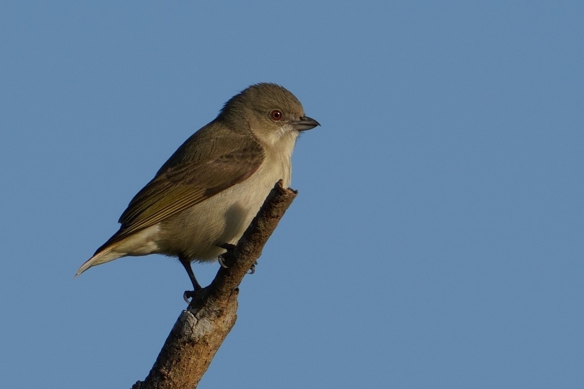 Толстоклювый цветоед - ML645537568