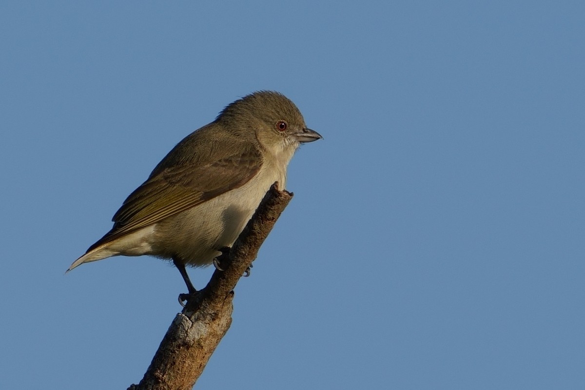 Толстоклювый цветоед - ML645537569