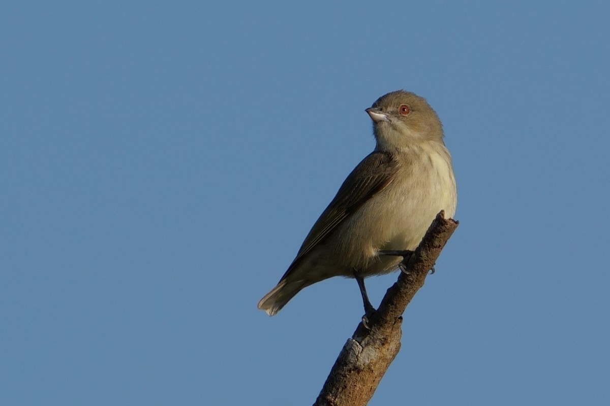 Толстоклювый цветоед - ML645537570