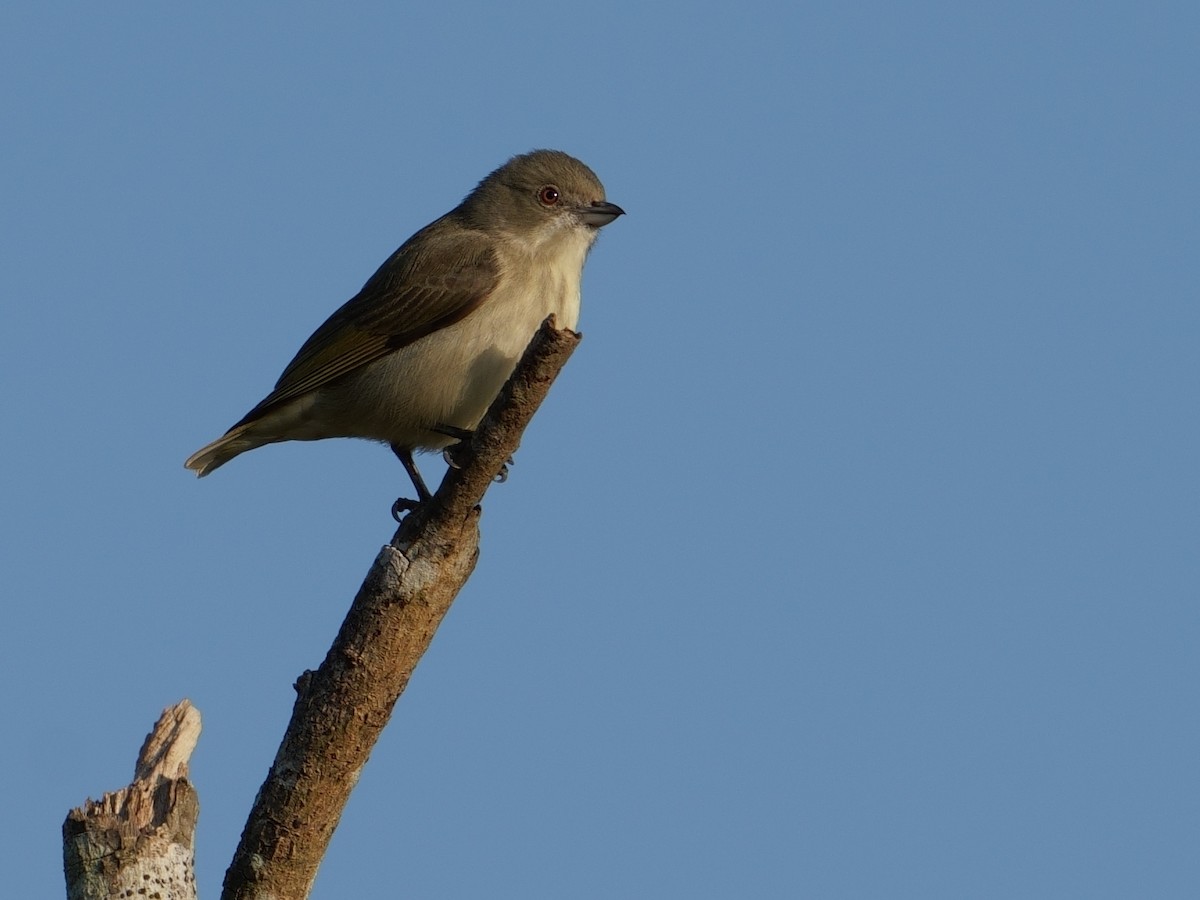 Толстоклювый цветоед - ML645537571