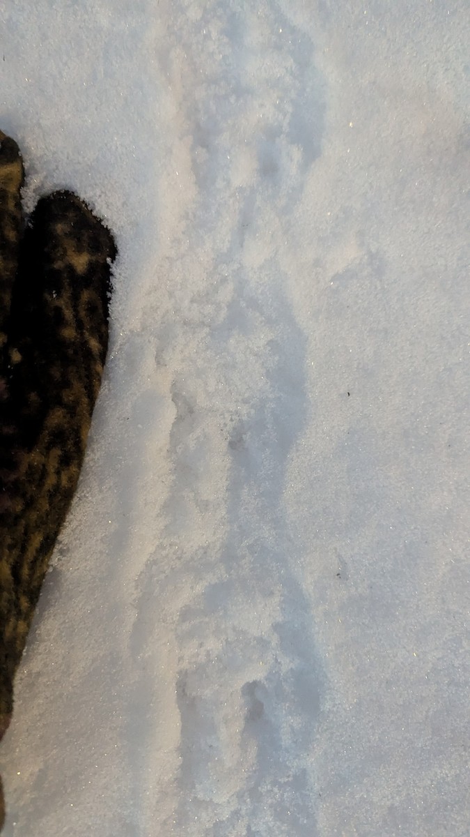 Animals - ML645537574