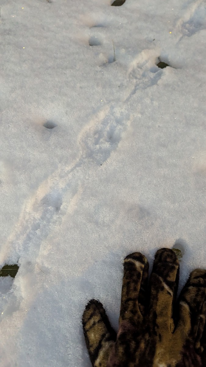 Animals - ML645537575