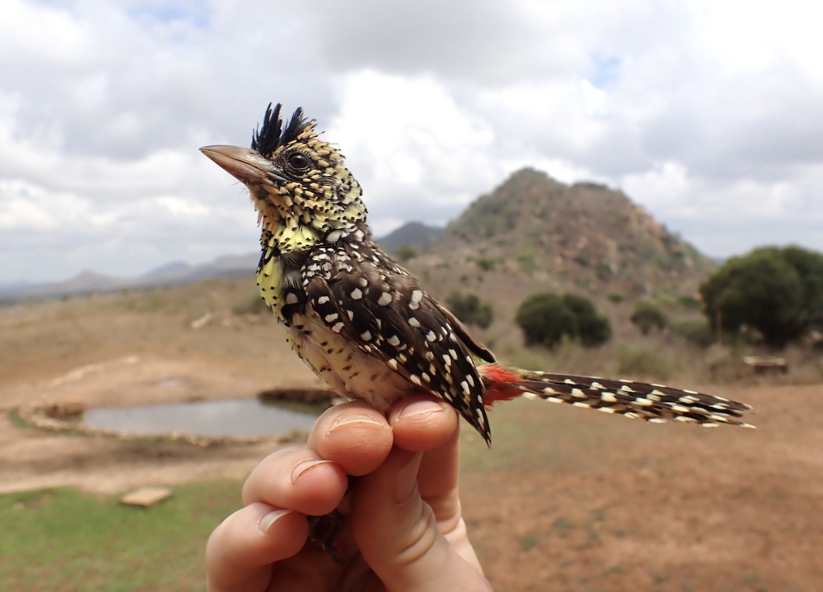 Пестроголовая чубатка - ML645537576