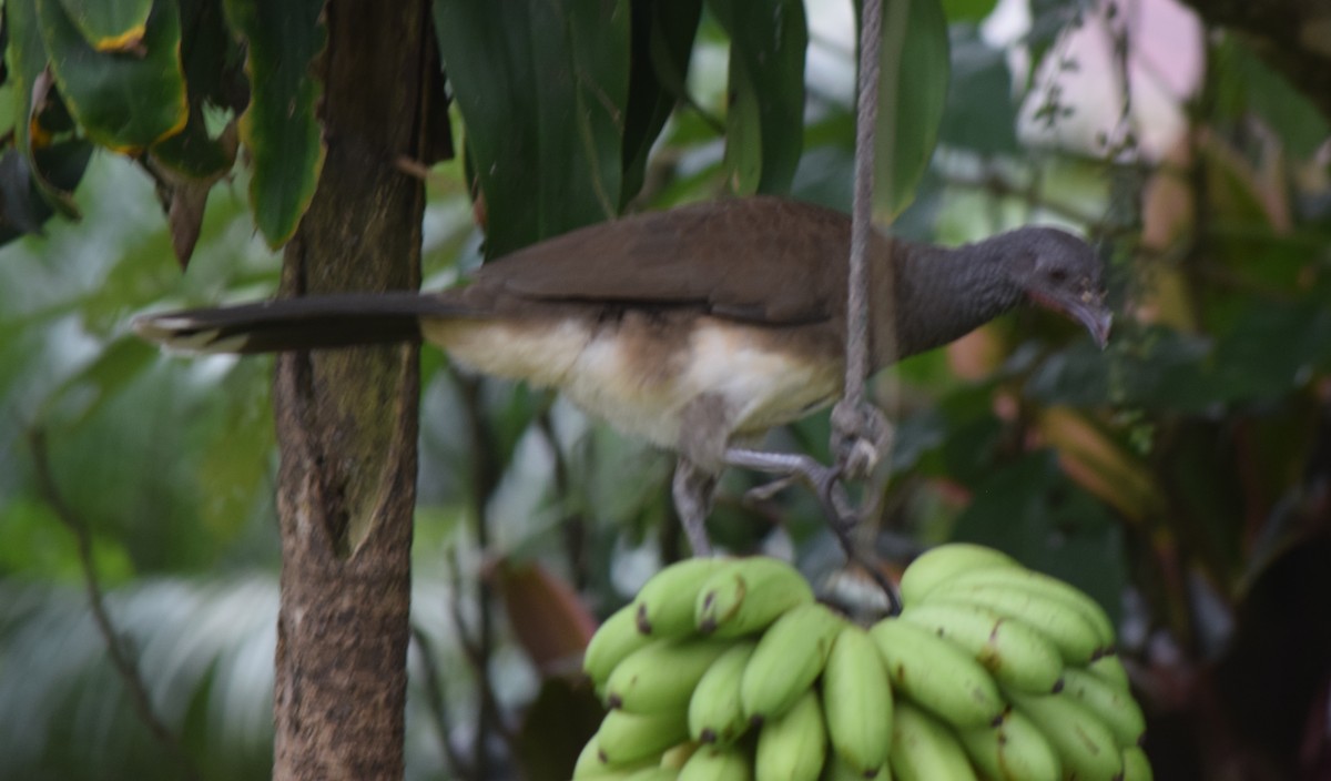 Белобрюхая чачалака - ML645537577