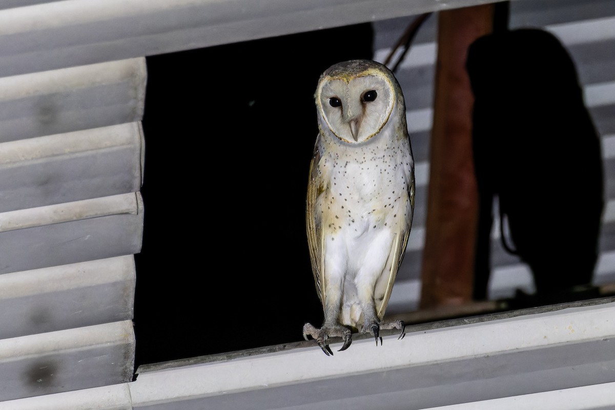 Eastern Barn Owl - ML645537583