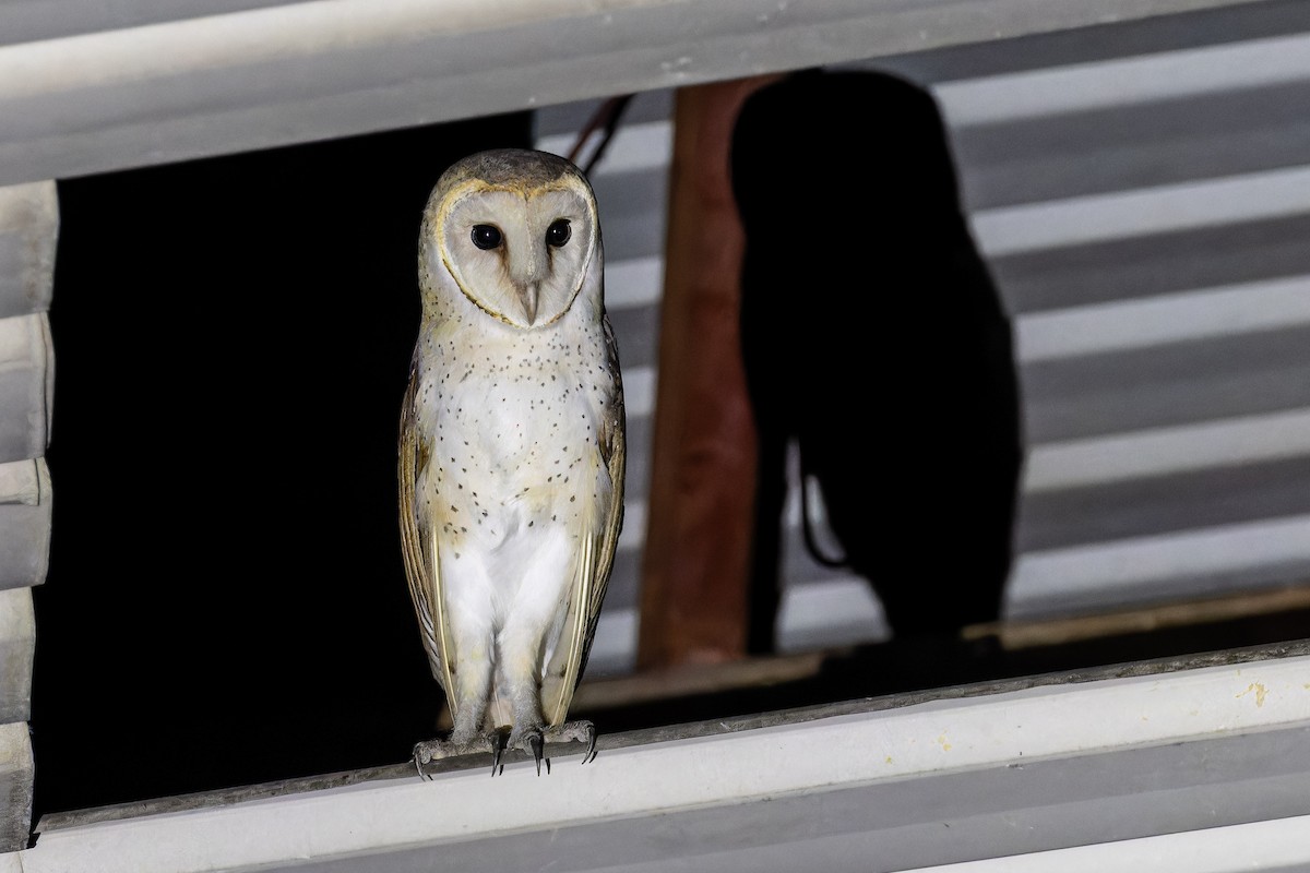 Eastern Barn Owl - ML645537584
