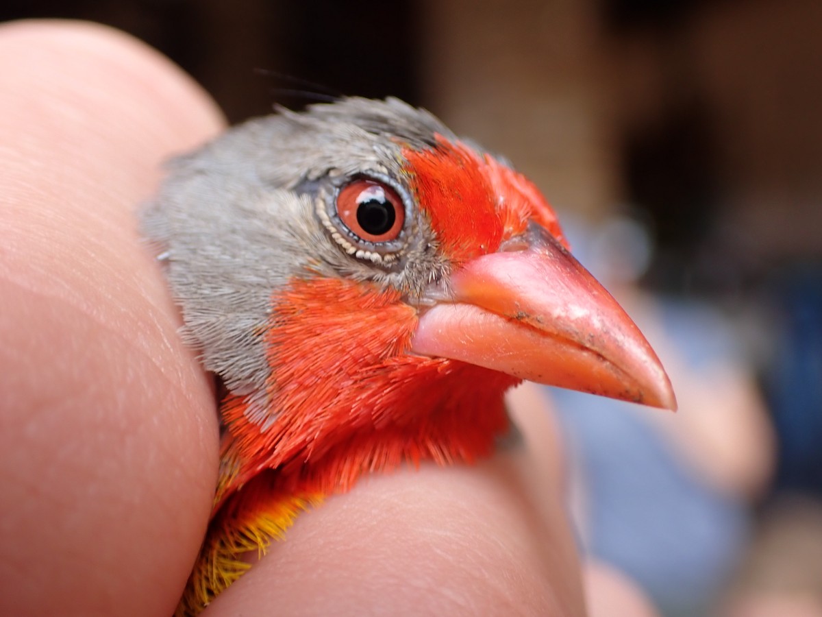 Пёстрый астрильд - ML645537585