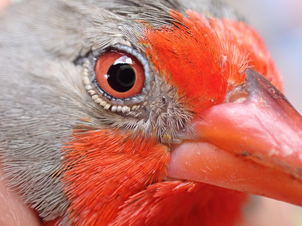 Пёстрый астрильд - ML645537586