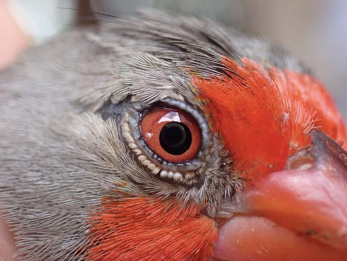 Пёстрый астрильд - ML645537587