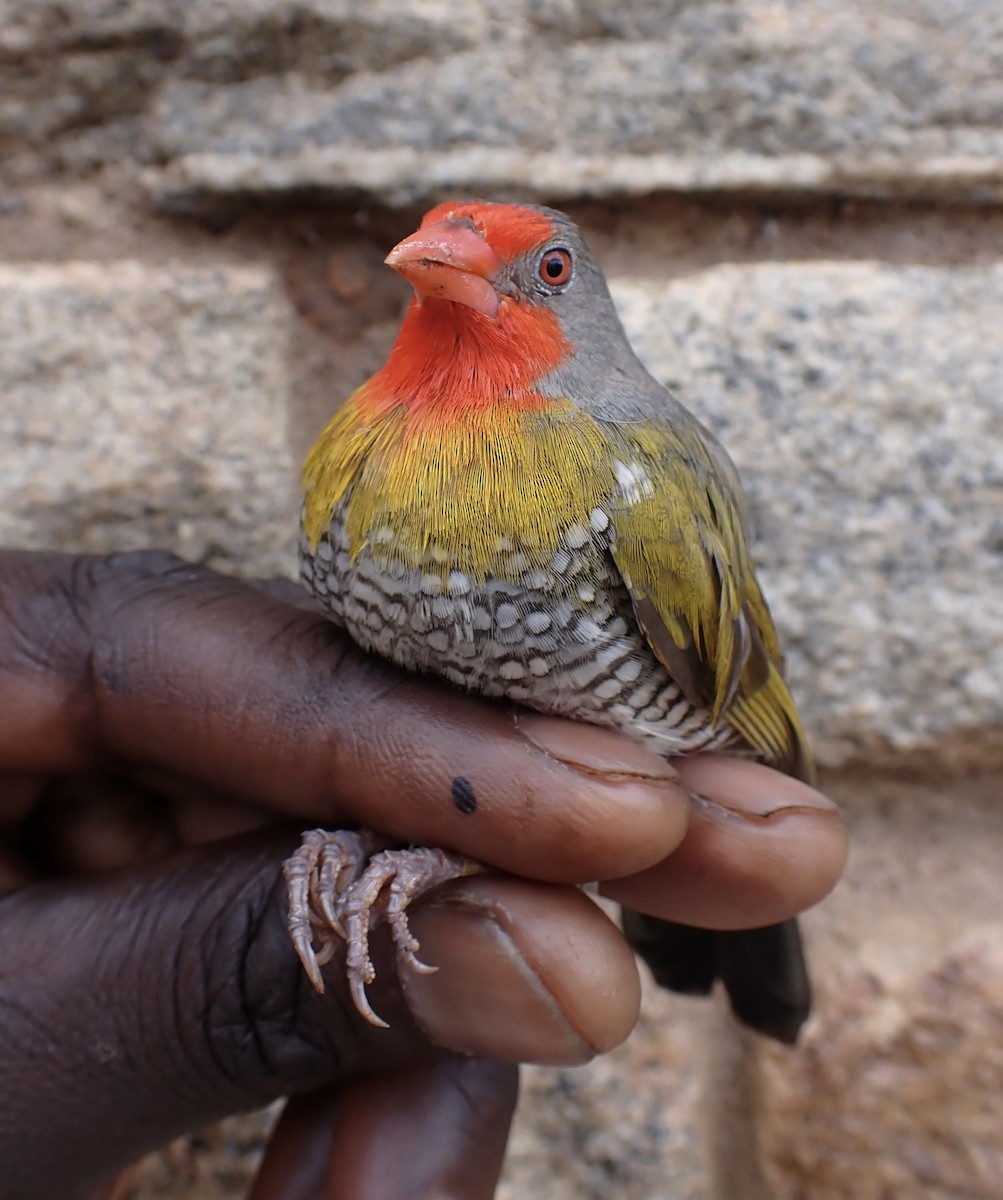 Пёстрый астрильд - ML645537588