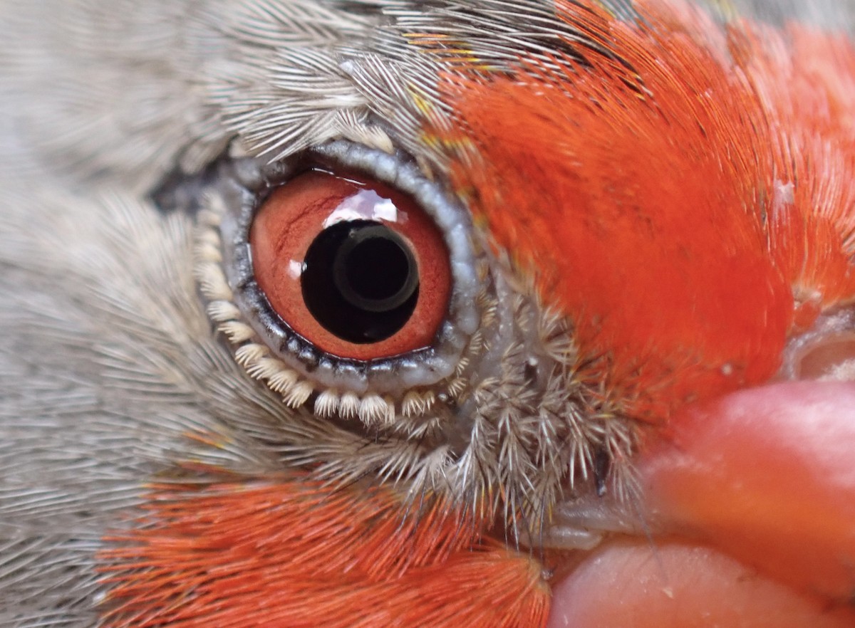 Пёстрый астрильд - ML645537589