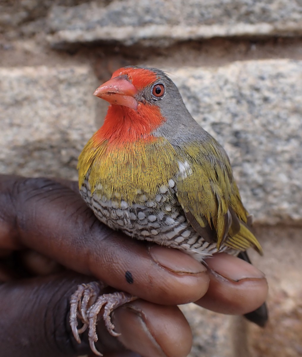 Пёстрый астрильд - ML645537590