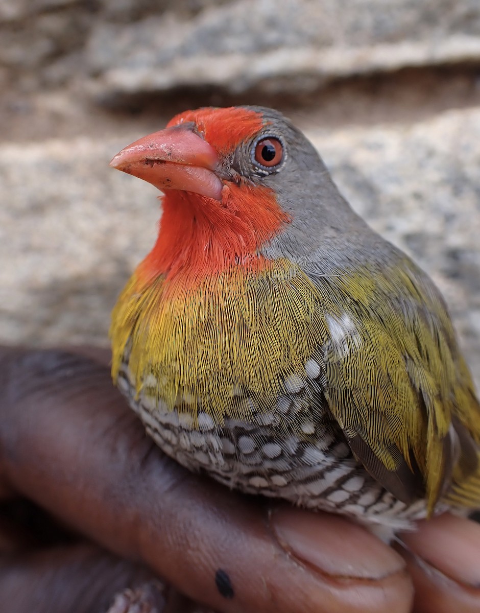 Пёстрый астрильд - ML645537591