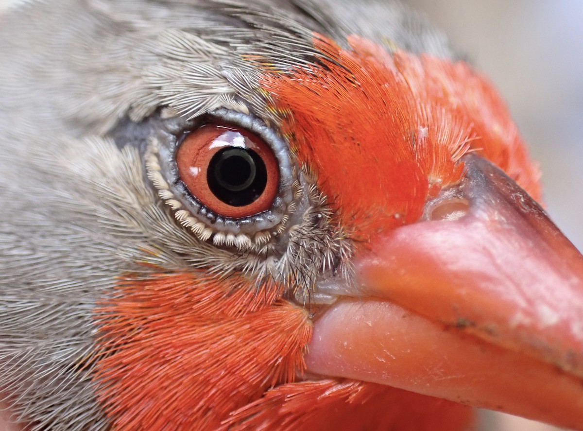 Пёстрый астрильд - ML645537592