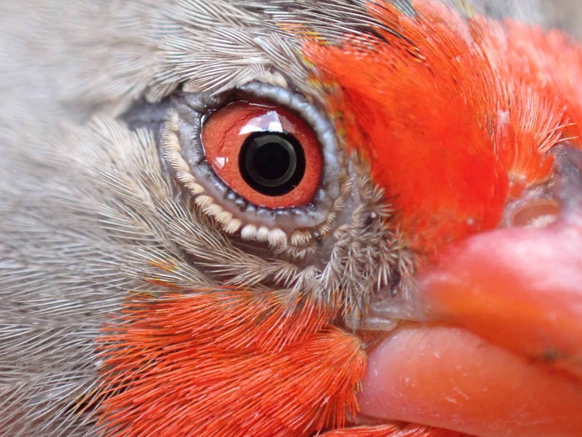 Пёстрый астрильд - ML645537593