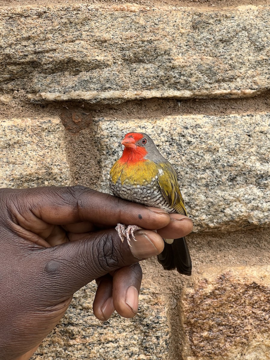 Пёстрый астрильд - ML645537594