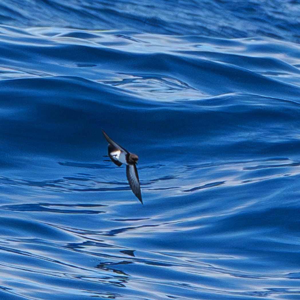 Сероспинная океанида - ML645537596