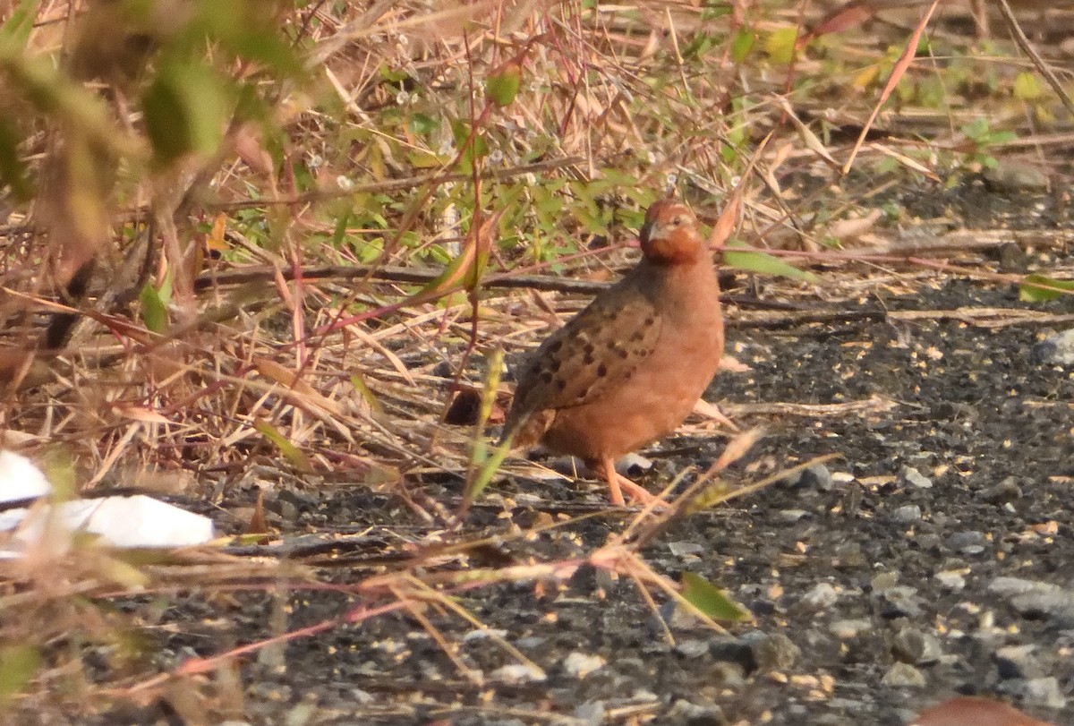 Jungle Bush-Quail - ML645537603