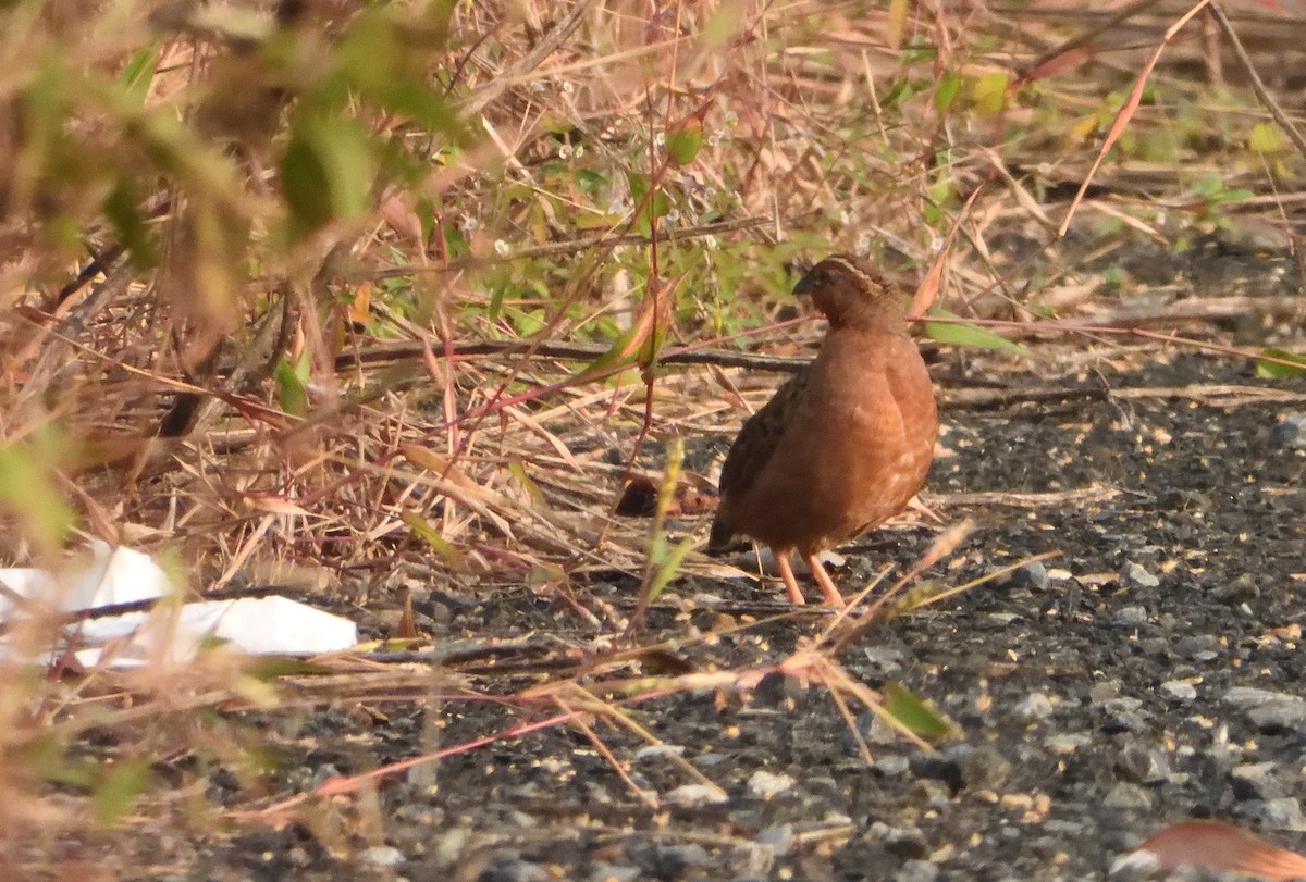Jungle Bush-Quail - ML645537604