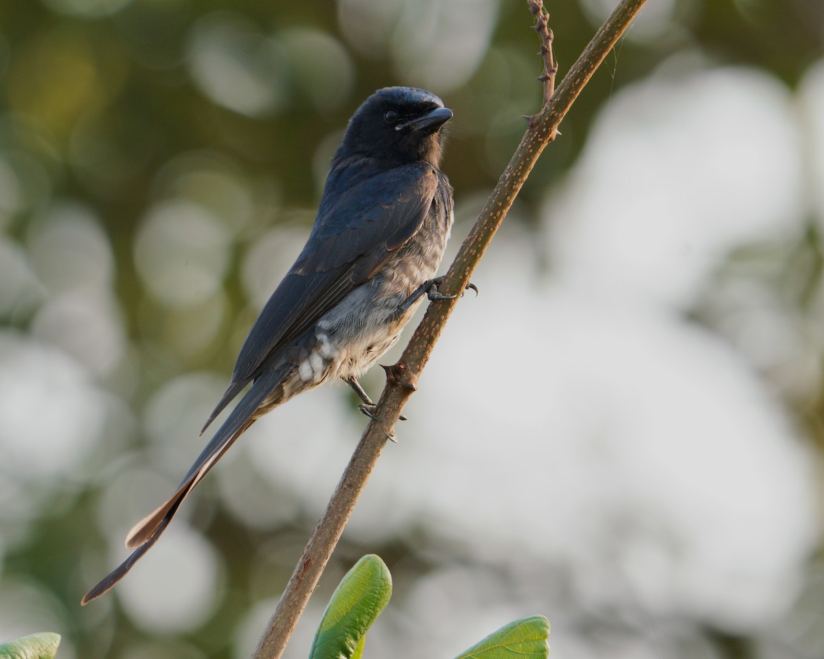 White-bellied Drongo - ML645537605
